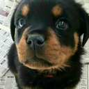 johnlockandyaoi890 avatar