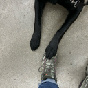 jointhedogcult avatar