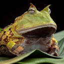 jollycrowntragedy avatar