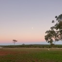 jovialtragedyfox avatar