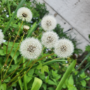 joyfulbiscuit avatar