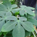 jsplanteaplace21 avatar