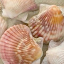 judgemental-frog avatar