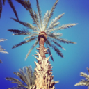 judgingyoufrommypalmtree avatar