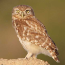 juliapriestman avatar