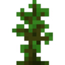 jungle-craft avatar