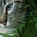 jungle-territory-blog avatar