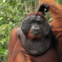 jungleorangutan avatar