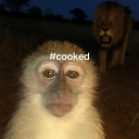 junie-b-gnomes avatar