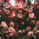 juniper-inspo avatar