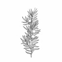 junipers-tree avatar