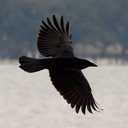 junkyardsocietylife-blog avatar