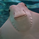 just-a-bit-fruity avatar