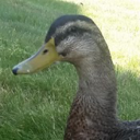 just-a-space-duck avatar