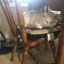 just-appreciative-musings avatar