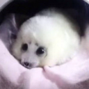 justalemonfox avatar