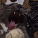 justalittlmoore avatar