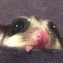 justanotherdolpin avatar