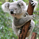 justanotherkoalakin avatar