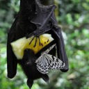 justapaganwitch avatar