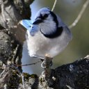 justbirdsallthetime avatar