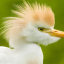 justbirdthoughts avatar