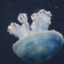 justslowlywritingitall avatar