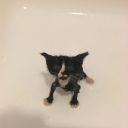 justunderscorecattttt avatar