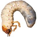 k1ll-sh0t-caomhanach avatar