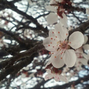 kaizokukoroshiya avatar