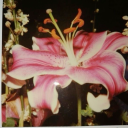 kaleidoscopebabe avatar