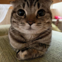 karkatlover56 avatar