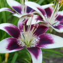 karol89sworld avatar