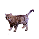 karybouanimation avatar