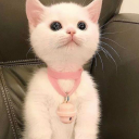 katherinethetransgirl avatar