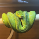 katiesreptiles avatar