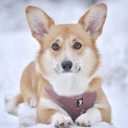 katlathecorgi avatar