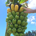 kauaifoodforest avatar