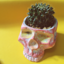 keen-eye-for-the-cacti avatar