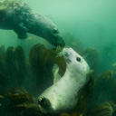 kelp-and-tides avatar