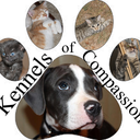 kennels-of-compassion avatar