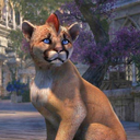 khajiitkit avatar