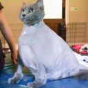 khajiitmerchant avatar