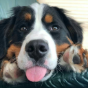 kibbleskennel avatar