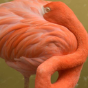 kimi-da-yo-kimi-nanda-yo avatar