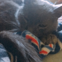 kindly-creatot avatar