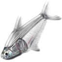 kingfisher-cove avatar