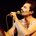 kingfreddiemercury avatar