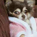 kingkongofheck avatar