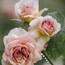 kinkyladiesliveonfantasyisland avatar